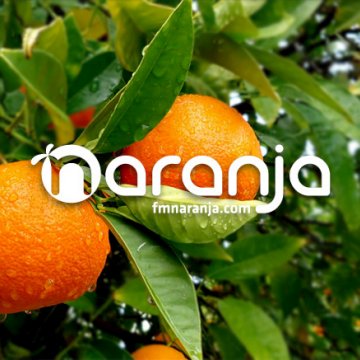 Portafolio Medianical